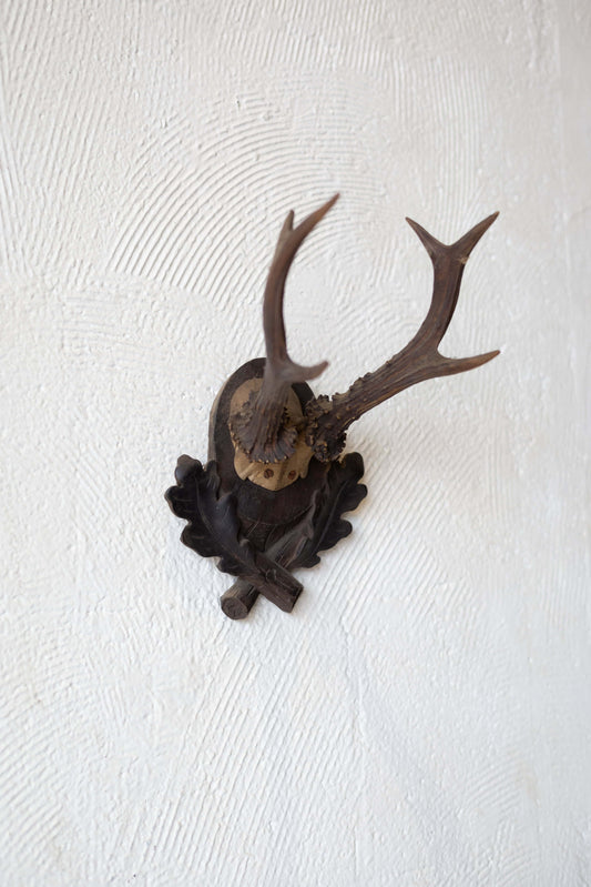 Angle of roe antlers mounted on dark oak plaque with two leaves carved into the bottom.