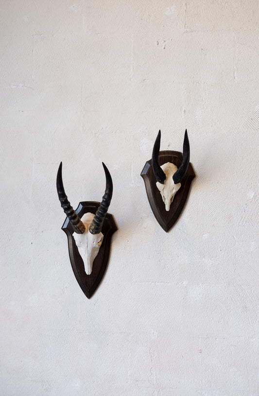Mid-Century African Trophy Mounts