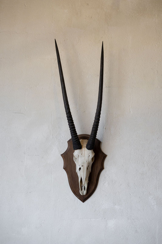 Decorative wall mount with an oryx skull and long horns on a plain background