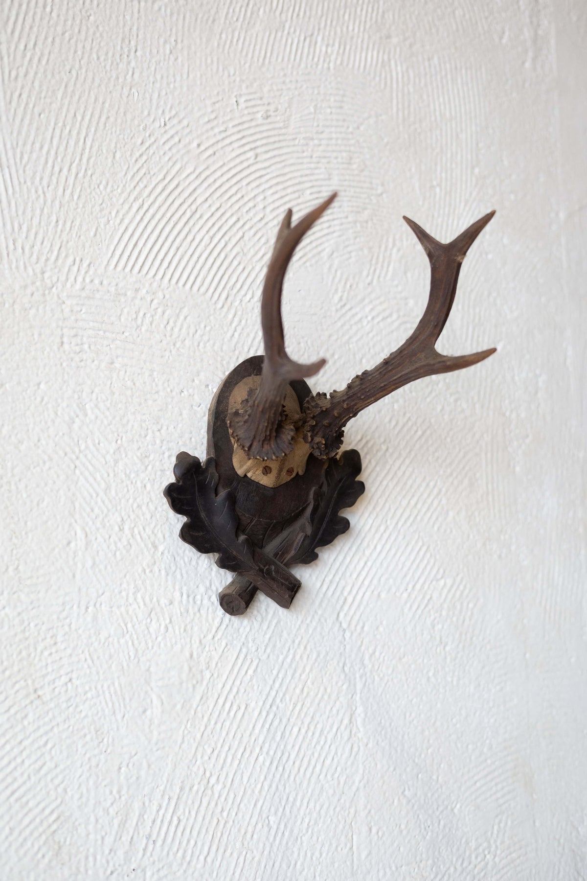 Angle of roe antlers mounted on dark oak plaque with two leaves carved into the bottom. Main image