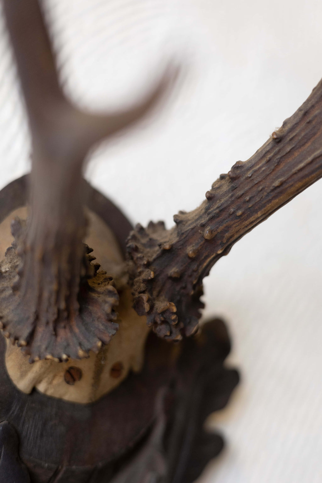 Close up of roe antlers mounted on dark oak plaque.