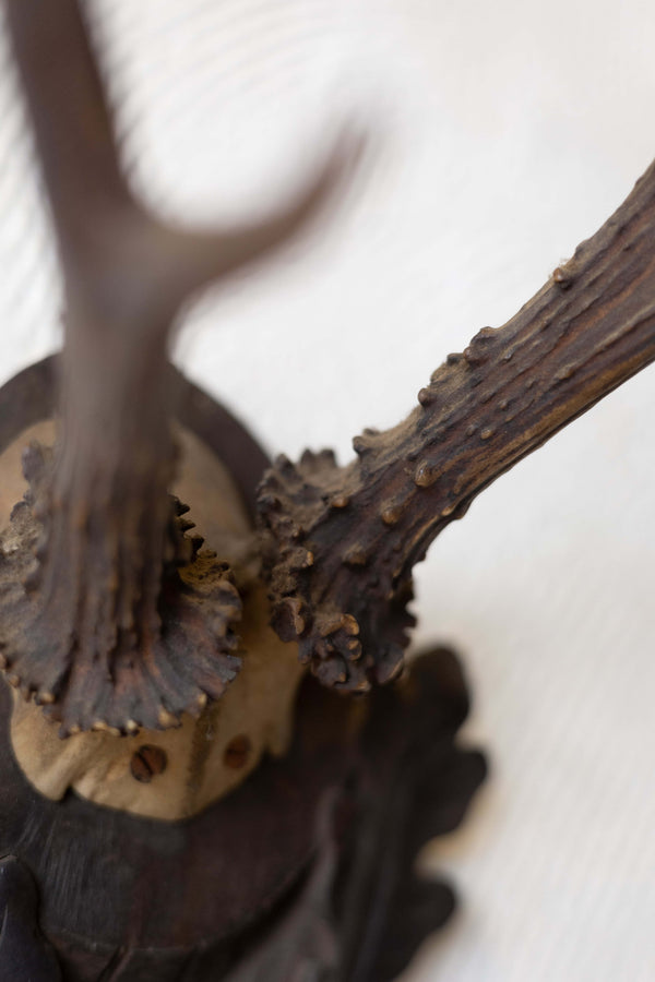 Close up of roe antlers mounted on dark oak plaque.