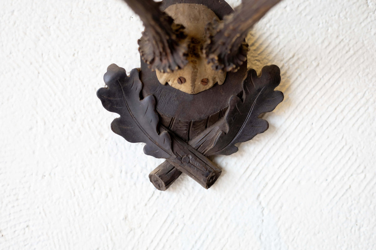Close up of the bottom of roe antlers plaque.