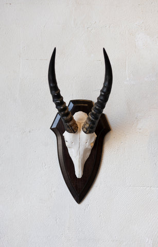 Mid-Century African Trophy Mounts