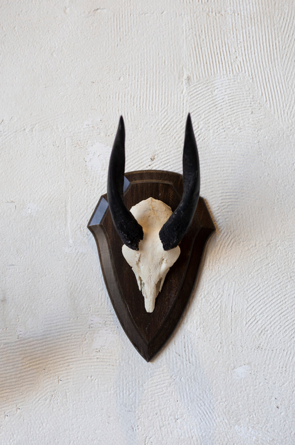 Mid-Century African Trophy Mounts