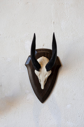 Mid-Century African Trophy Mounts