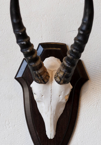 Mid-Century African Trophy Mounts