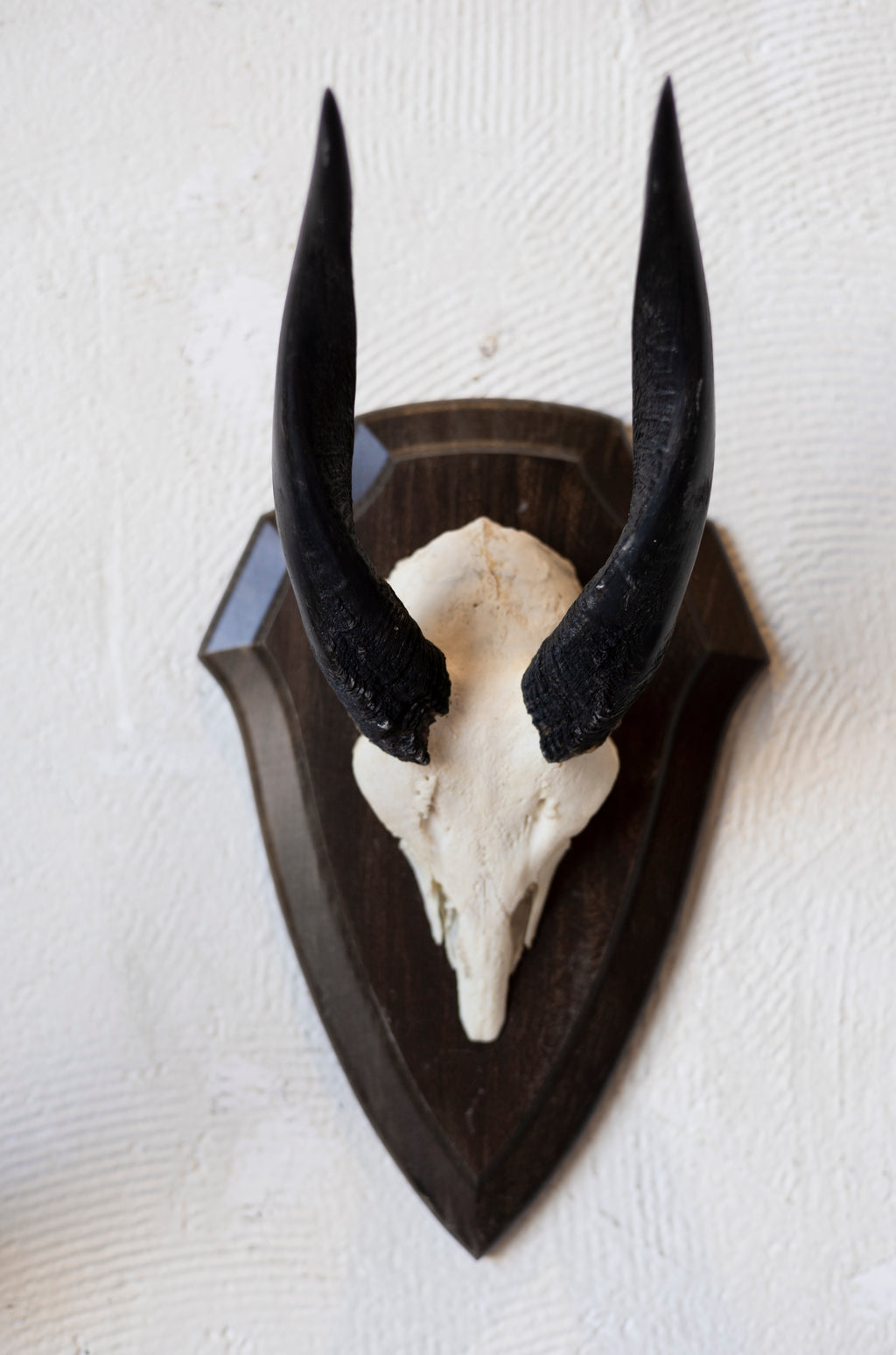 Mid-Century African Trophy Mounts