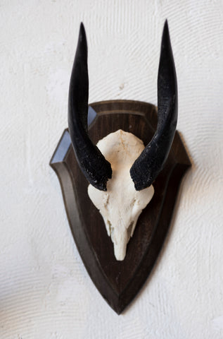 Mid-Century African Trophy Mounts
