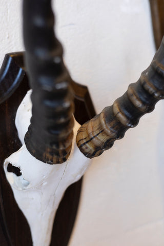 Mid-Century African Trophy Mounts
