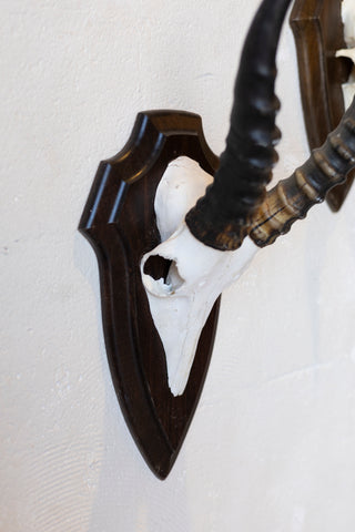 Mid-Century African Trophy Mounts
