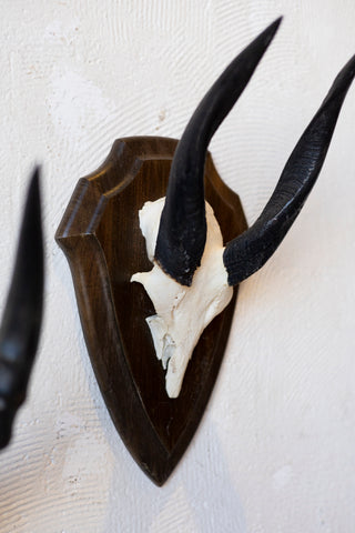 Mid-Century African Trophy Mounts