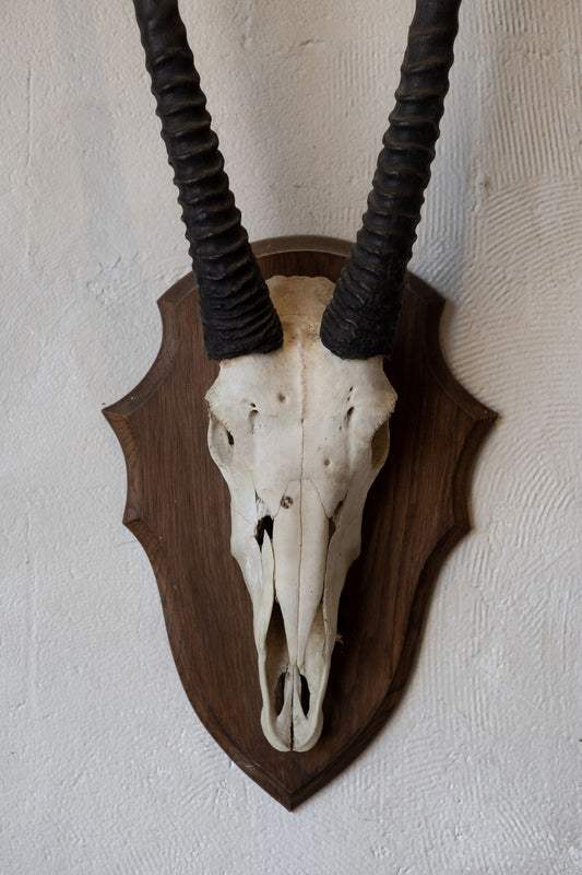 Oryx skull with large black horns mounted on a wooden plaque against a white wall.