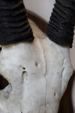Close-up of a oryx skull with black horns against a neutral background