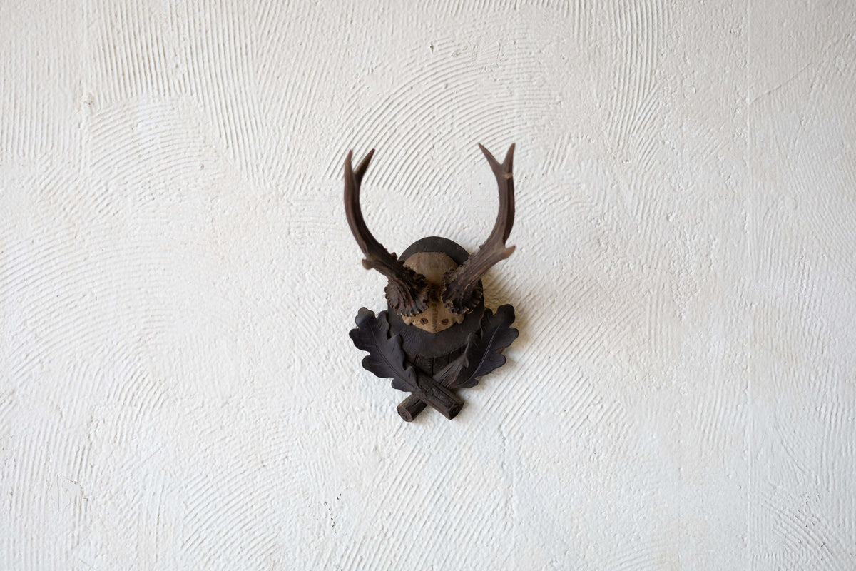 Roe antlers on oak plaque mounted on a wall. 