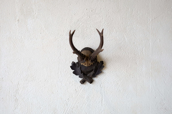 Roe antlers on oak plaque mounted on a wall. 