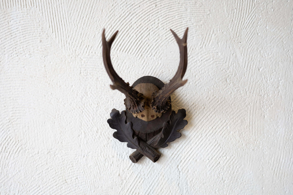 Wide shot of roe antlers mounted on dark oak plaque with two leaves carved into the bottom,