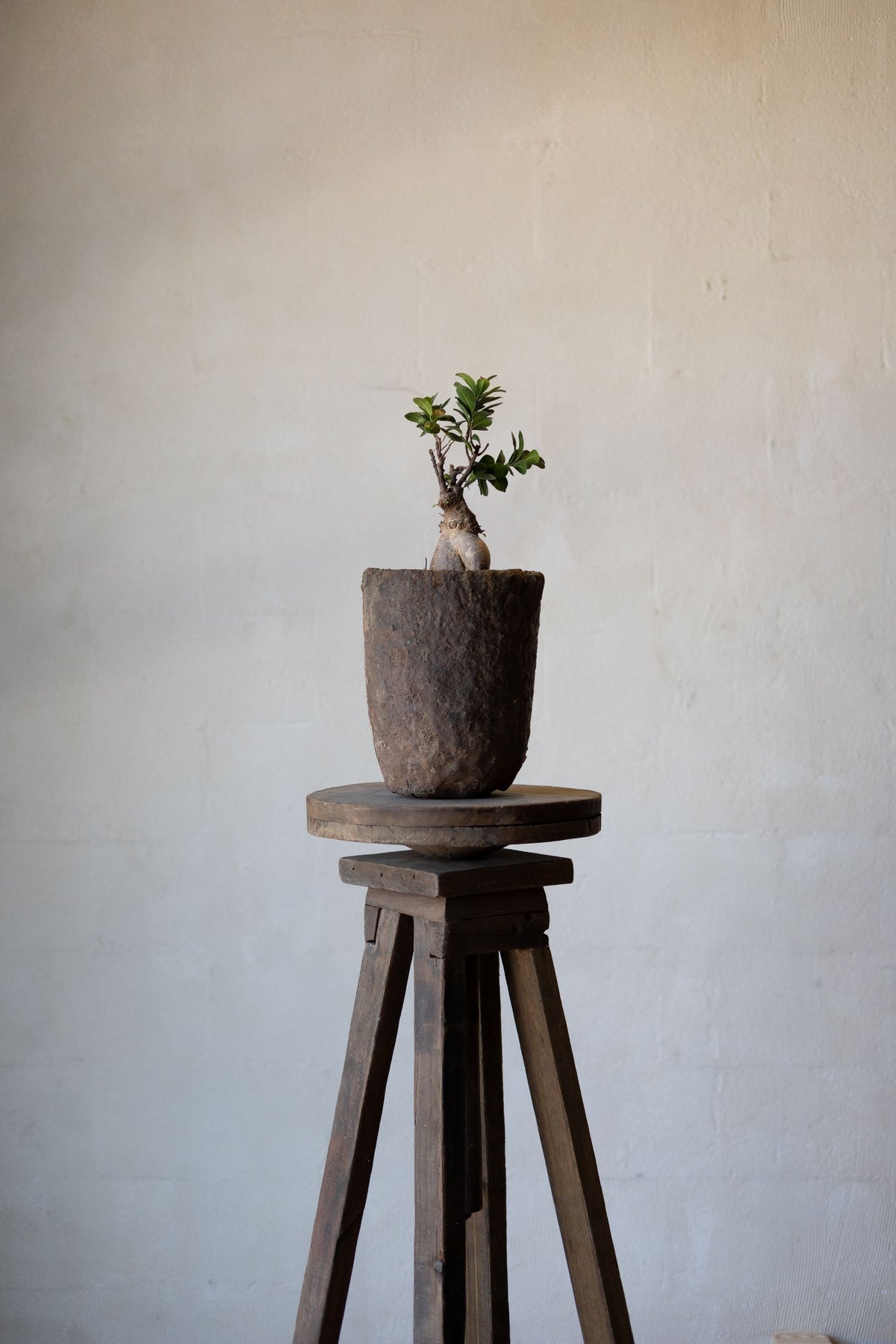 Reclaimed wood sculpture stand holding a small plant in a vintage pot.