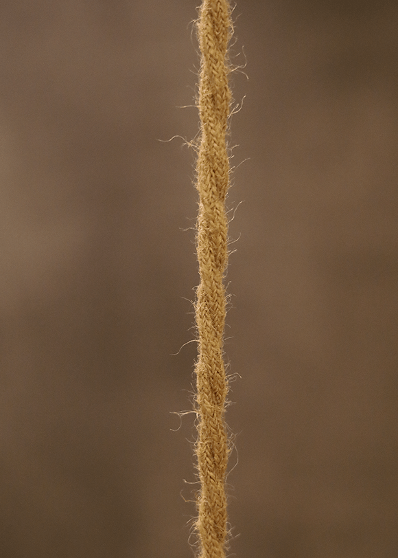 a close up of a plant with a brown background