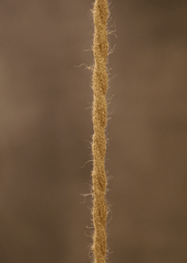 THE NEIGHBOUR TUMBLEWEED LIGHT